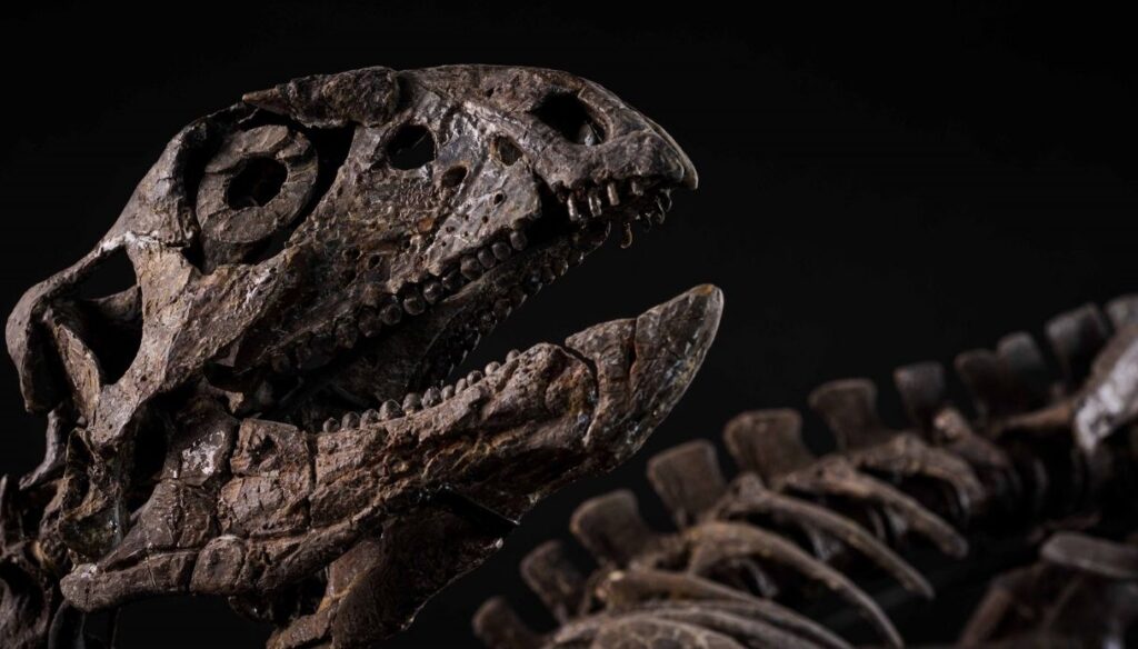 Venduto a Milano, per 300 mila euro, lo scheletro di un dinosauro risalente al Giurassico superiore.
