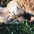 Caldo e salute dei nostri amici animali: i consigli del Ministero della Salute