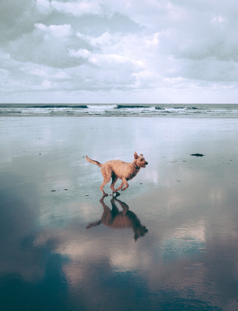 orna BAUBEACH®, la prima spiaggia per cani liberi e felici