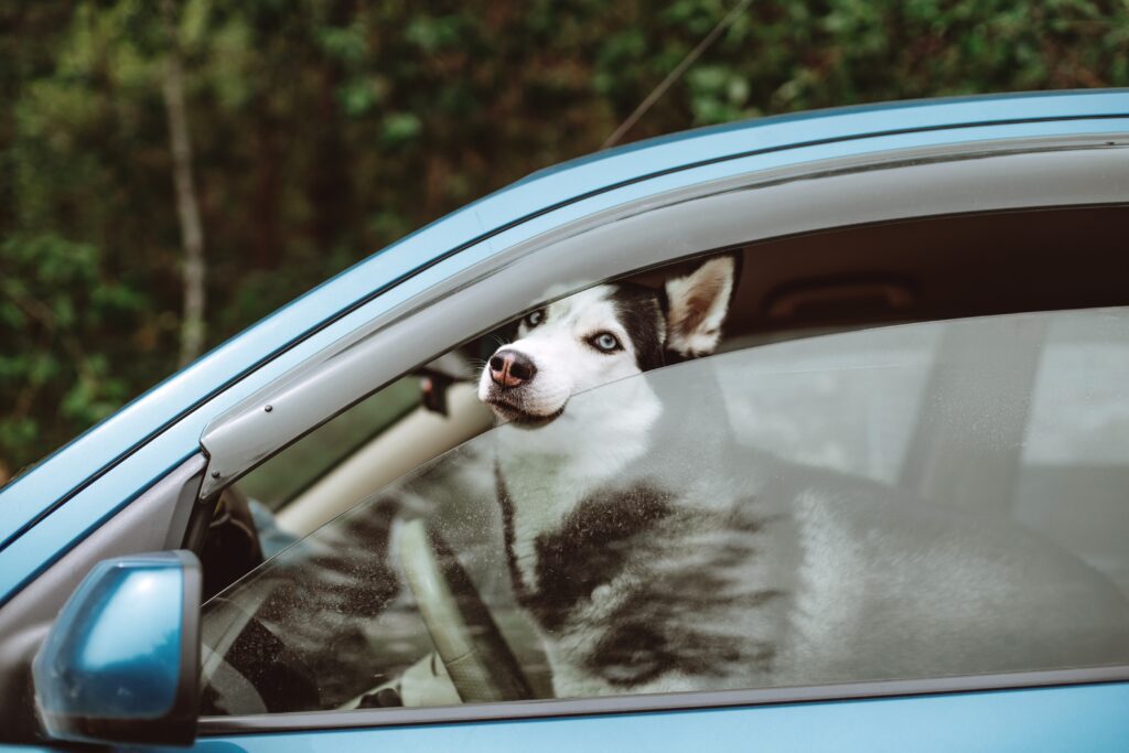 Temperature roventi: lasciare un animale in auto al caldo è reato