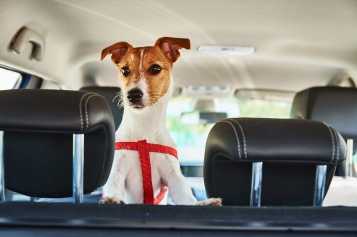 Lasciare il cane in auto al caldo è reato. Cosa fare se si vede un cane chiuso in macchina al caldo? Come intervenire per salvarlo?