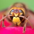 I consigli di Siaip (Societa italiana di Allergologia e Immunologia Pediatrica) per difendere i bambini da un pericolo dell’estate: le punture di insetti