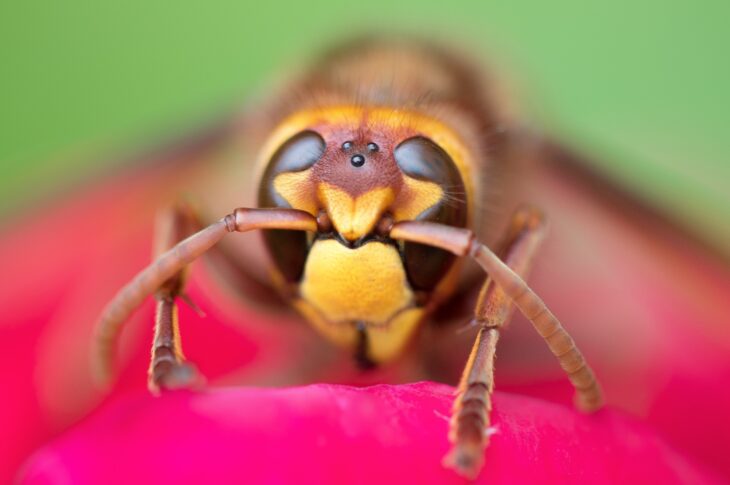 I consigli di Siaip (Societa italiana di Allergologia e Immunologia Pediatrica) per difendere i bambini da un pericolo dell’estate: le punture di insetti