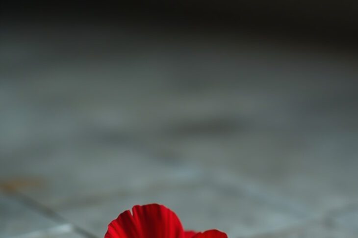 Favole da incubo di Roberta Bruzzone ed Emanuela Valente è dedicato alle donne, affinché riconoscano i segnali del pericolo e trovino la forza di andarsene prima che sia troppo tardi.
